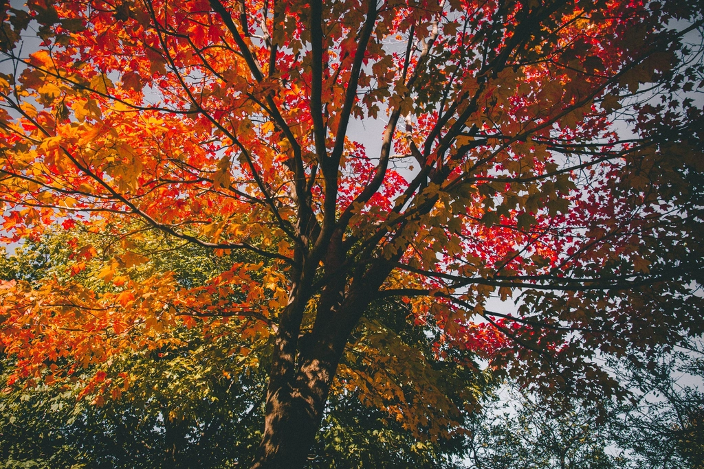 tree yellow, orange and red